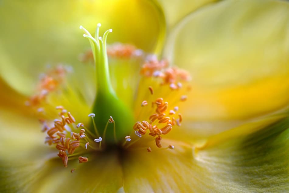 Hypericum by Mandy Disher — canvas wall art