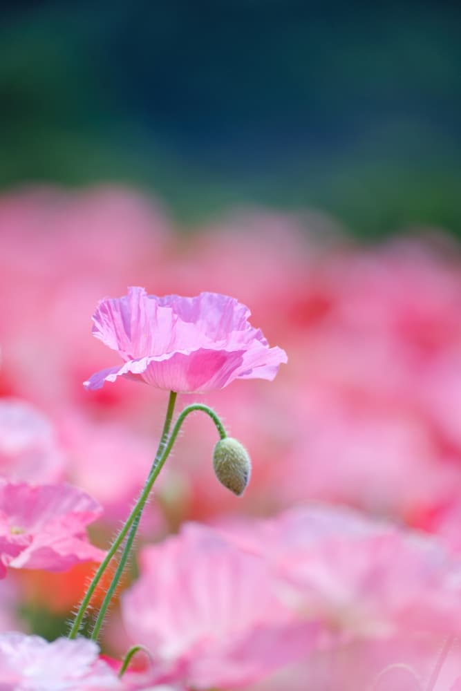 Soft Pink Poppies by Chisho — canvas wall art