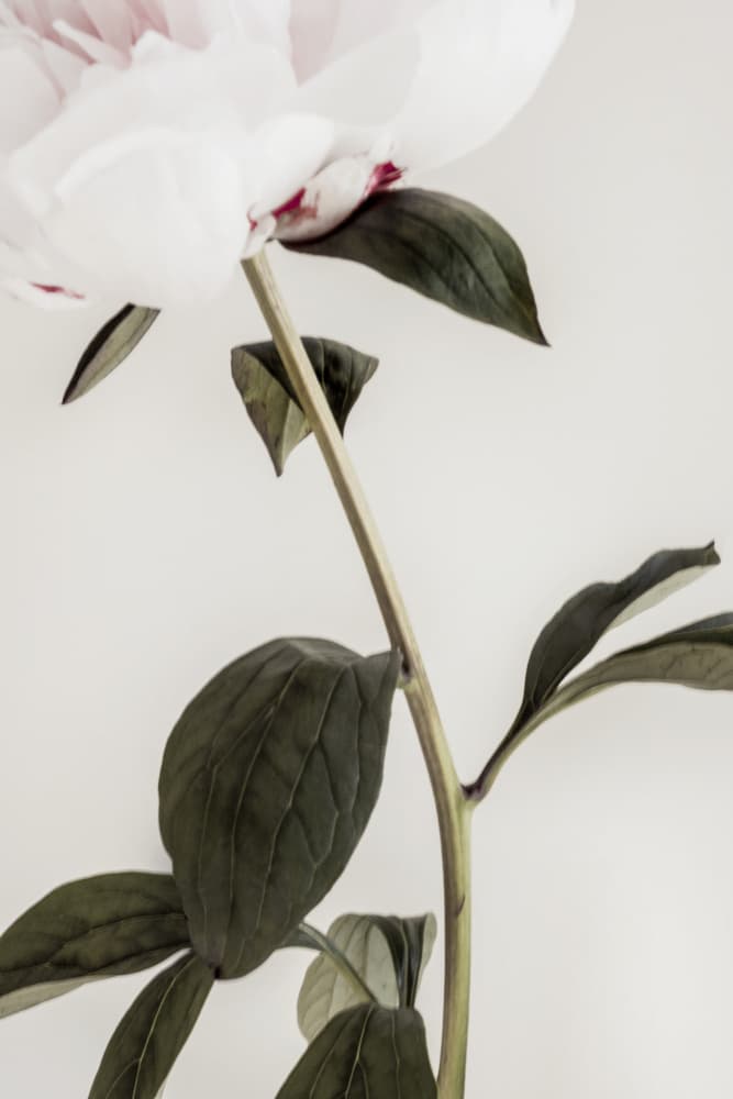 Delicate White Peony