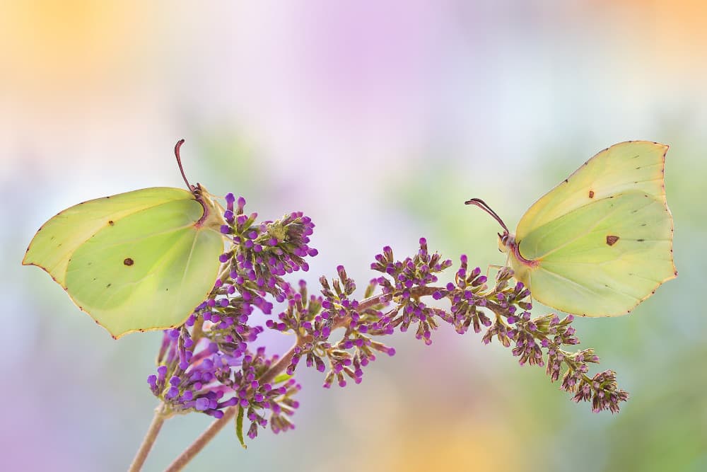 Delicate Purple Butterflies by Benedetta Lavezzi — canvas wall art