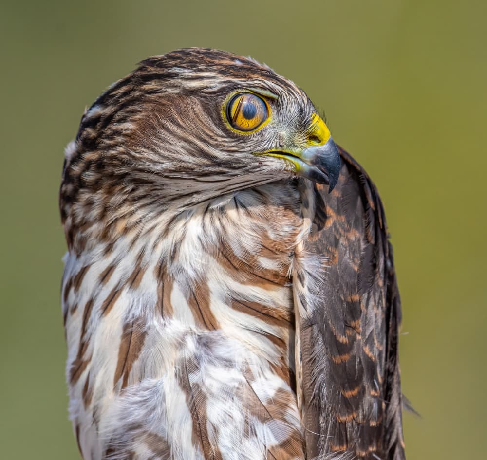 Majestic Hawk Portrait by Abhinav Sharma — canvas wall art