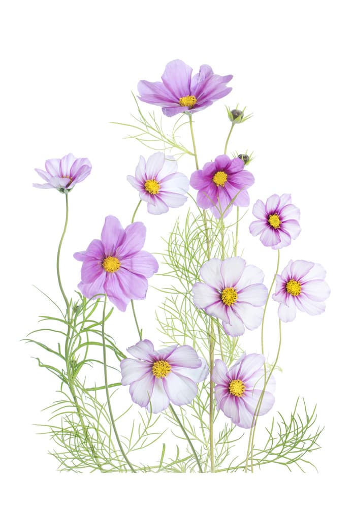 Cosmos Comfort by Mandy Disher — canvas wall art