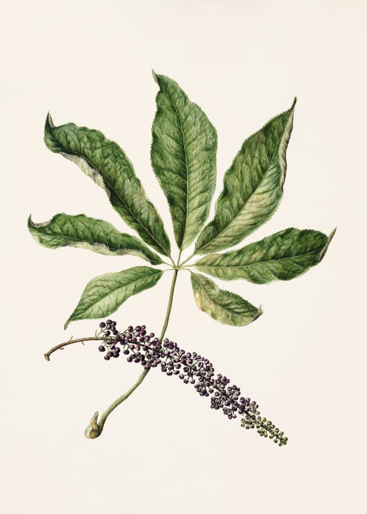 Antique Plant Drawn By Sarah Featon (1848–1927) by Sarah Featon — canvas wall art