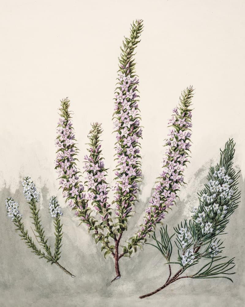 Epacris Drawn By Sarah Featon (1848–1927) by Sarah Featon — canvas wall art