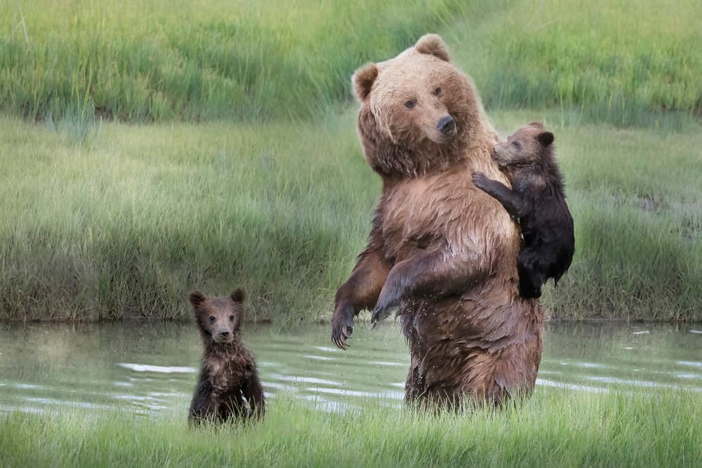 Mama Bear And Cubs by Linda D Lester — canvas wall art