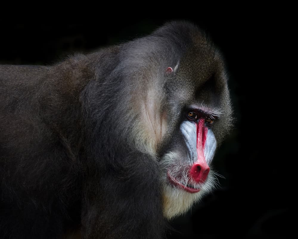 Vivid Mandrill Portrait by C.S. Tjandra — canvas wall art
