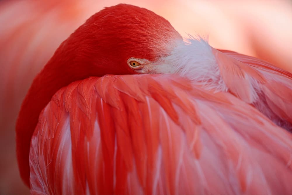 Serene Pink Flamingo by Antje Wenner-Braun — canvas wall art