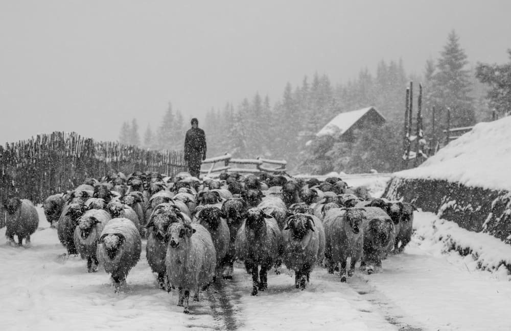 Snowy Sheep and Shepherd by Marina Sveduneac — canvas wall art