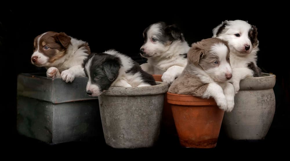 Adorable Puppies in Pots by Gert van den Bosch — canvas wall art