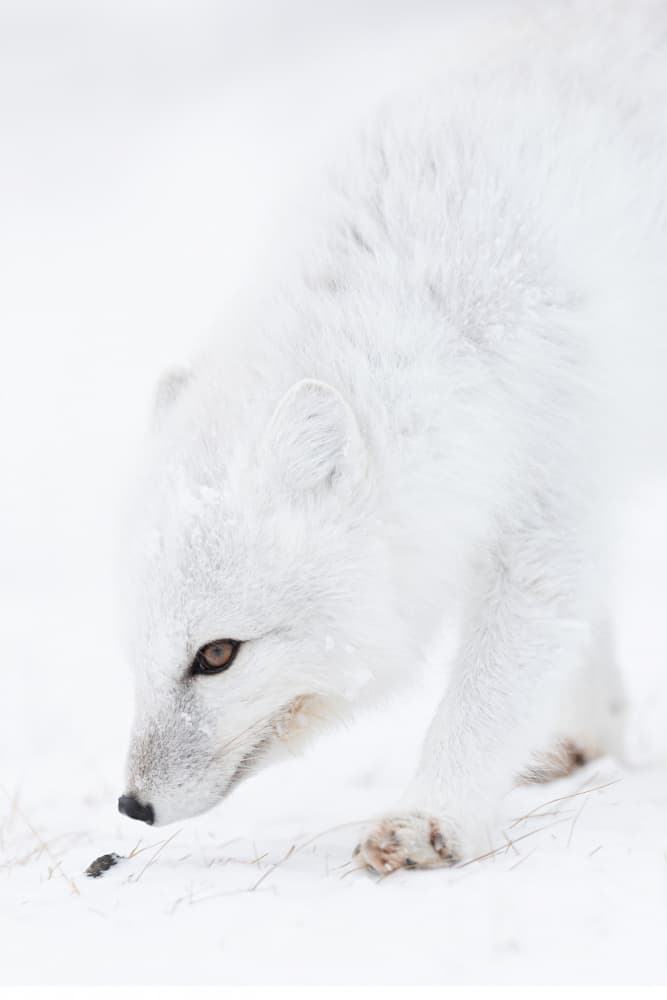 Curious Arctic Fox by Bill Lu — canvas wall art