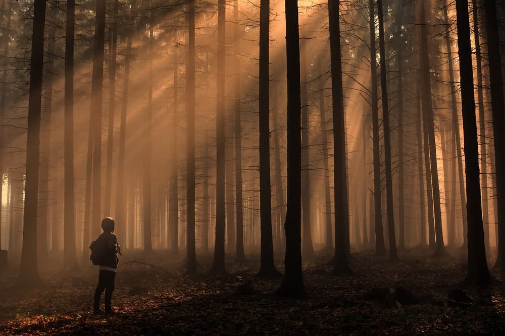 Golden Forest Solitude by David Charouz — canvas wall art