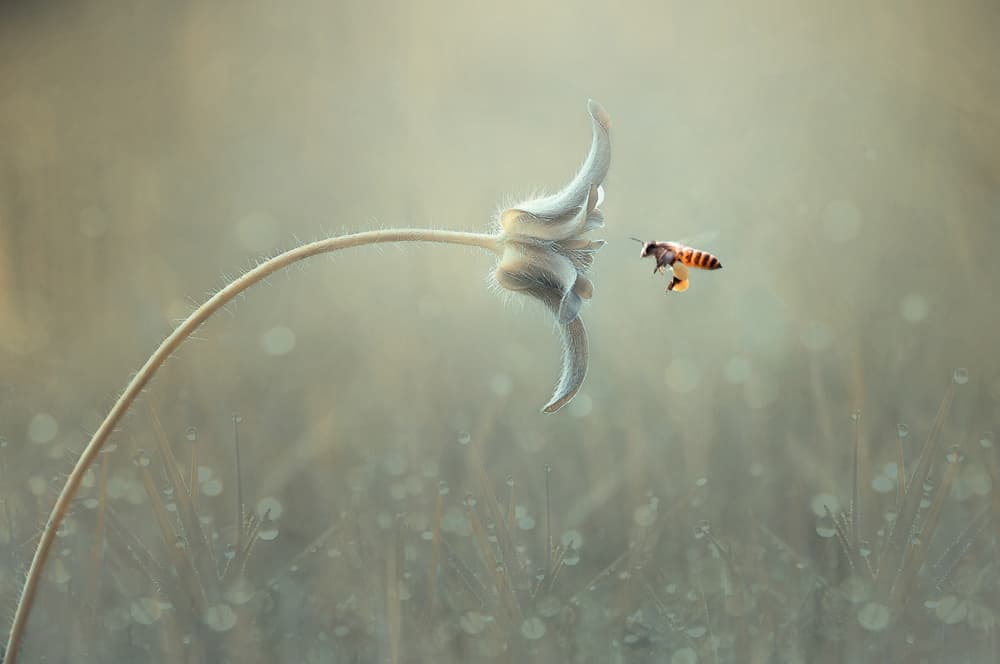 Ethereal Bee Flight by Edy Pamungkas — canvas wall art