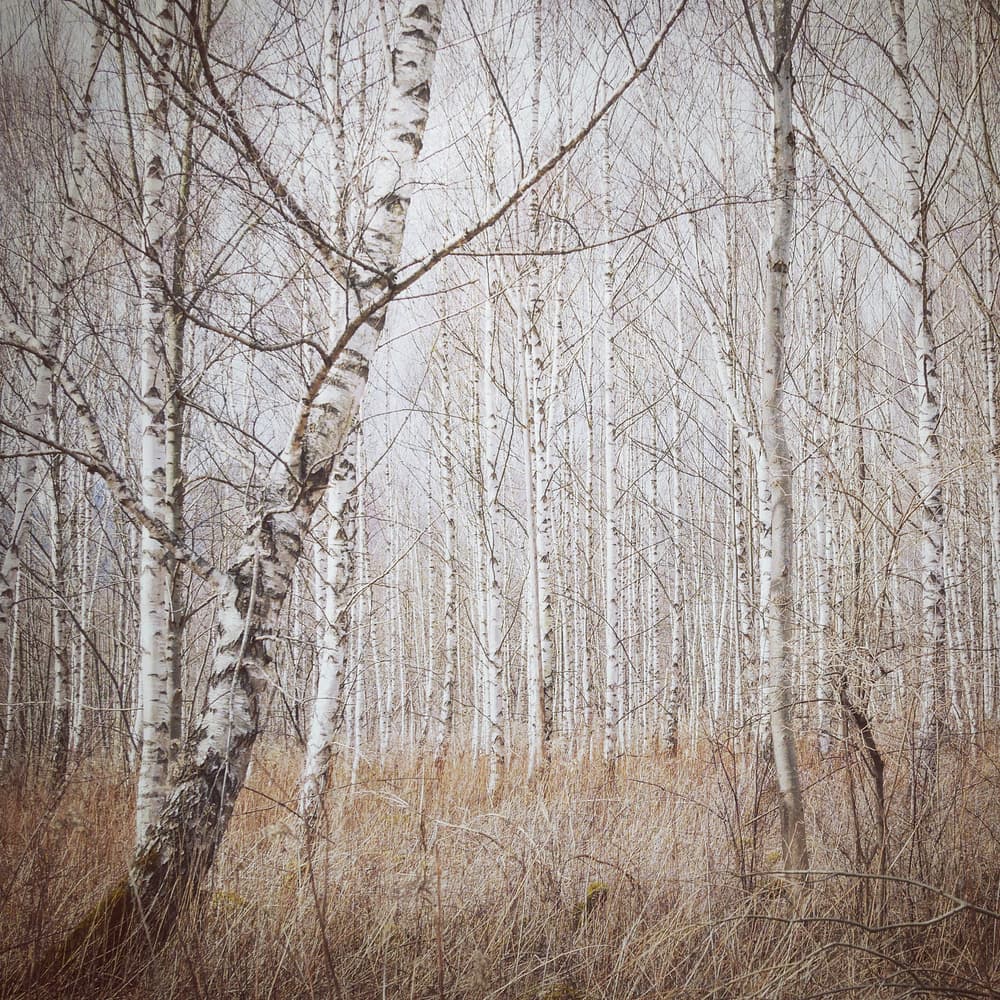Serene Birch Forest by Renate Wasinger — canvas wall art