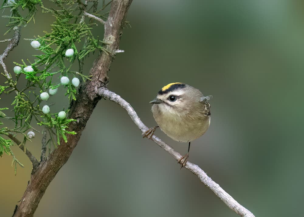 Golden-crowned Kinglet Perched by Robert Zhang — canvas wall art