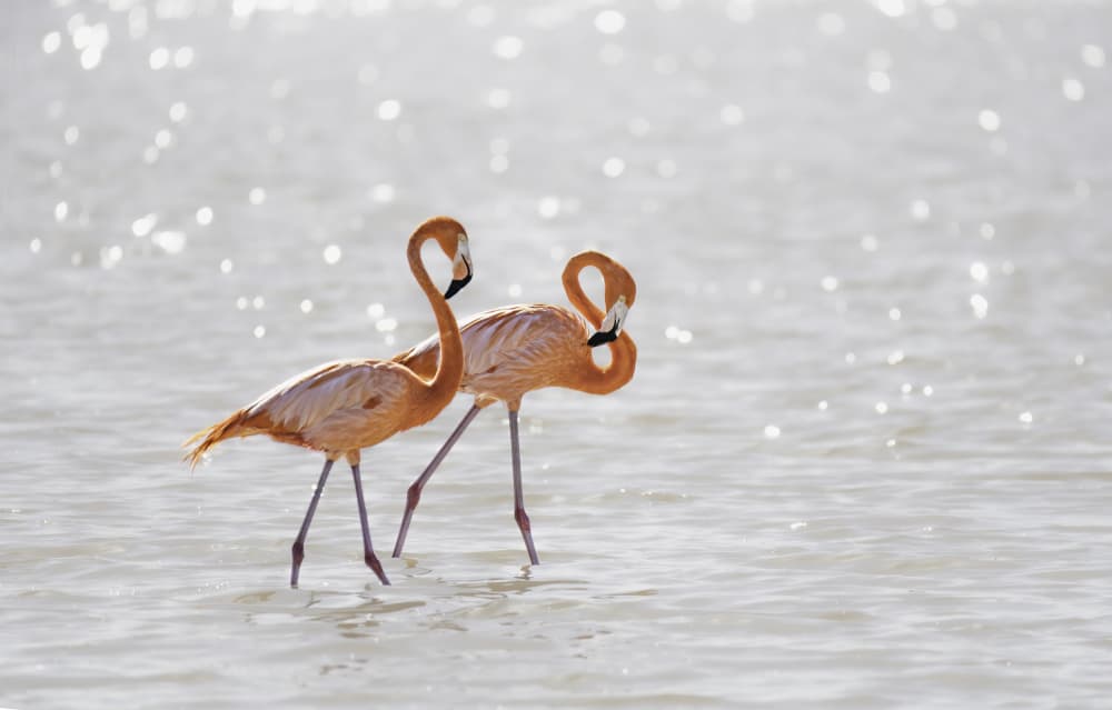 Elegant Pink Flamingos by Betty Liu — canvas wall art