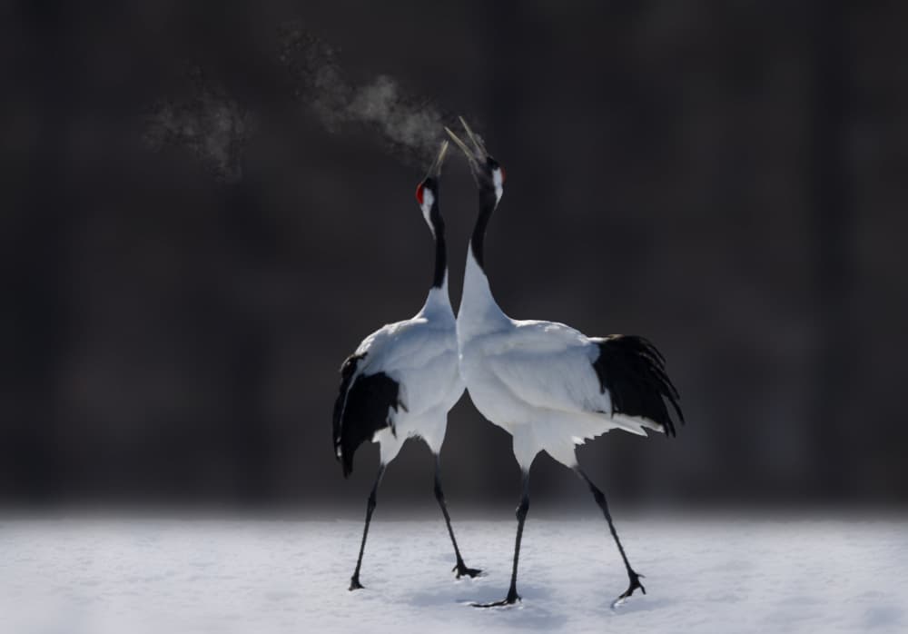 Red-Crowned Crane Dance by ZY Zhang — canvas wall art