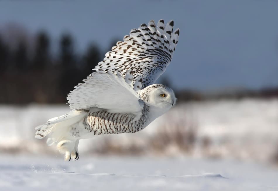 Snowy Owl in Flight by Mircea Costina — canvas wall art