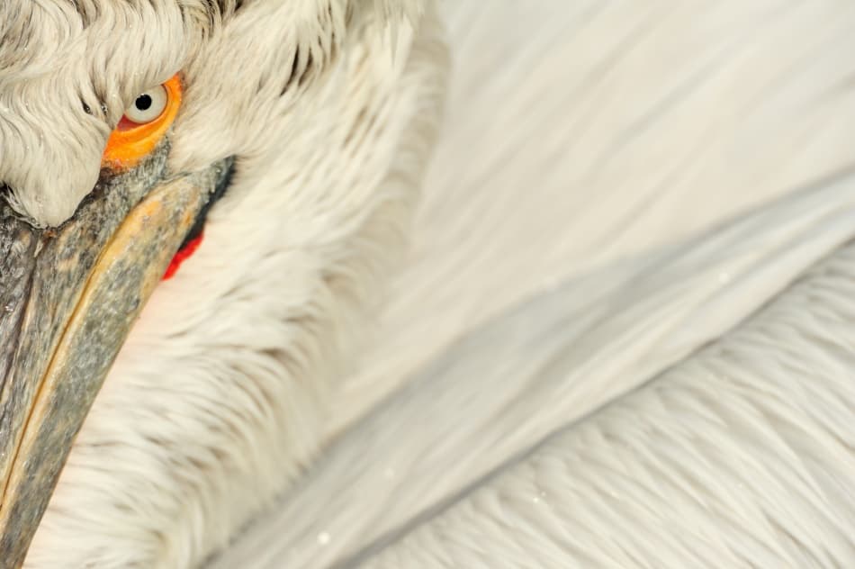Intense Pelican Eye by Yves Adams — canvas wall art