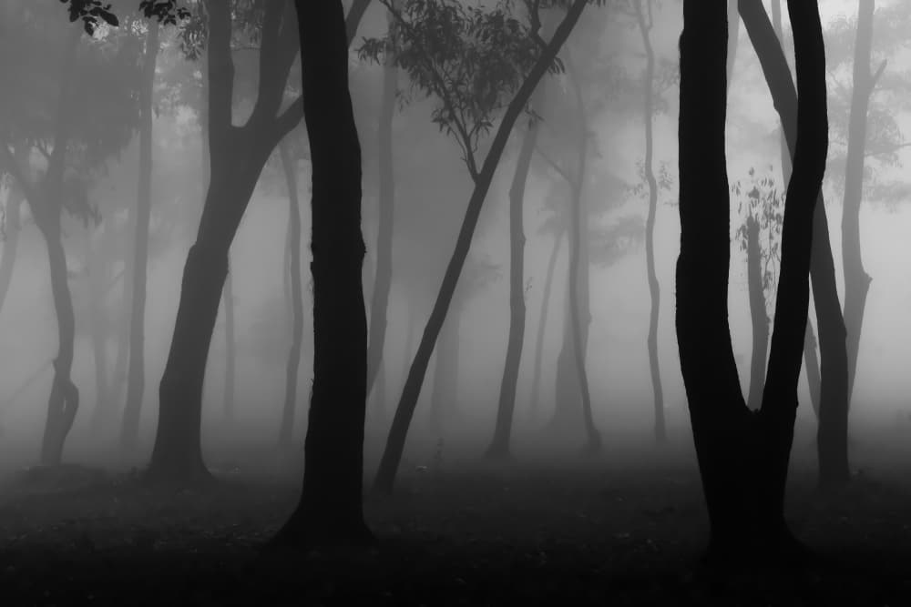 Mysterious Fog Forest by Raju Khan — canvas wall art