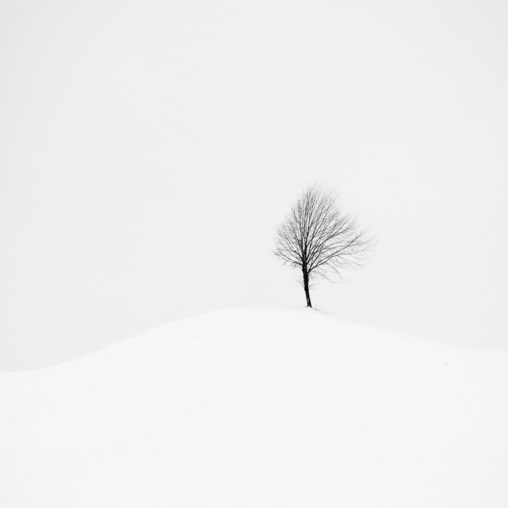 Solitary Winter Tree by Renate Wasinger — canvas wall art