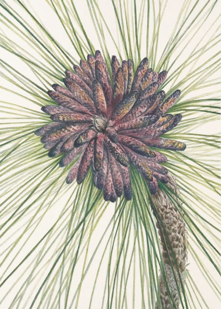 Longleaf Pine From North American Wildflowers (1925) By Mary Vaux Walcott. by Mary Vaux Walcott — canvas wall art