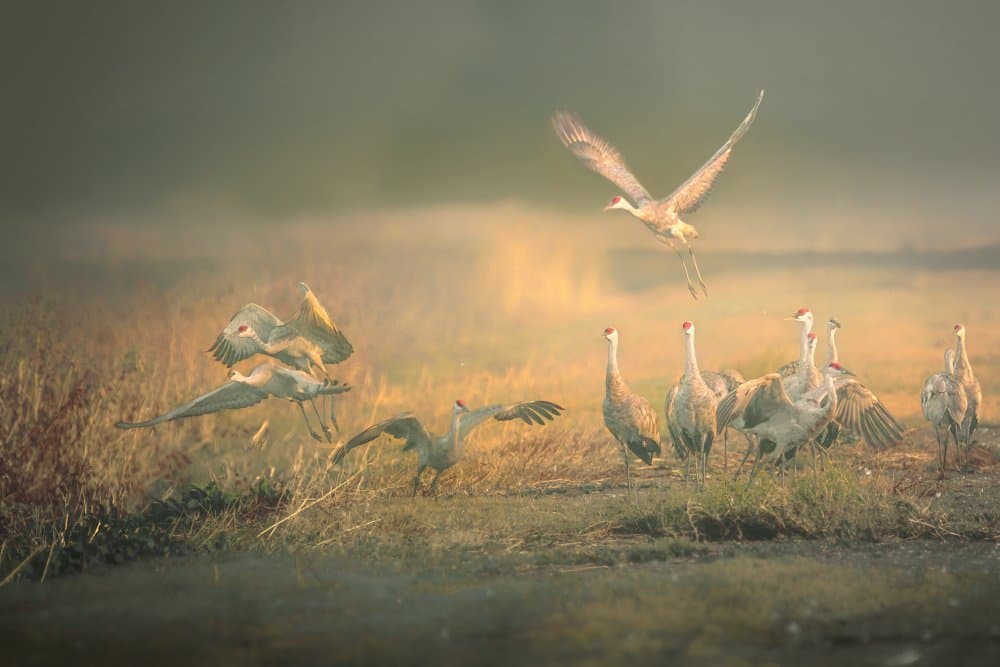 Golden Hour Cranes by Jamie Z. Chan — canvas wall art