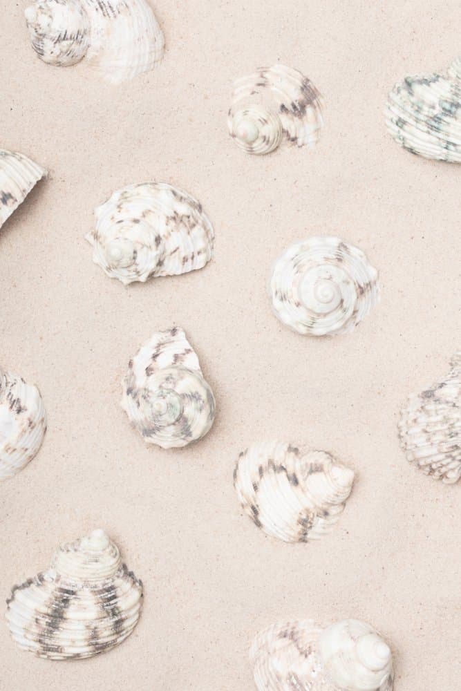 Coastal Sand Shells by Pictufy Studio III — canvas wall art