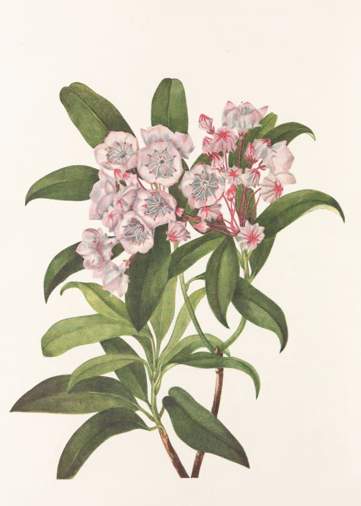 Mountain Laurel From North American Wildflowers (1925) By Mary Vaux Walcott by Mary Vaux Walcott — canvas wall art