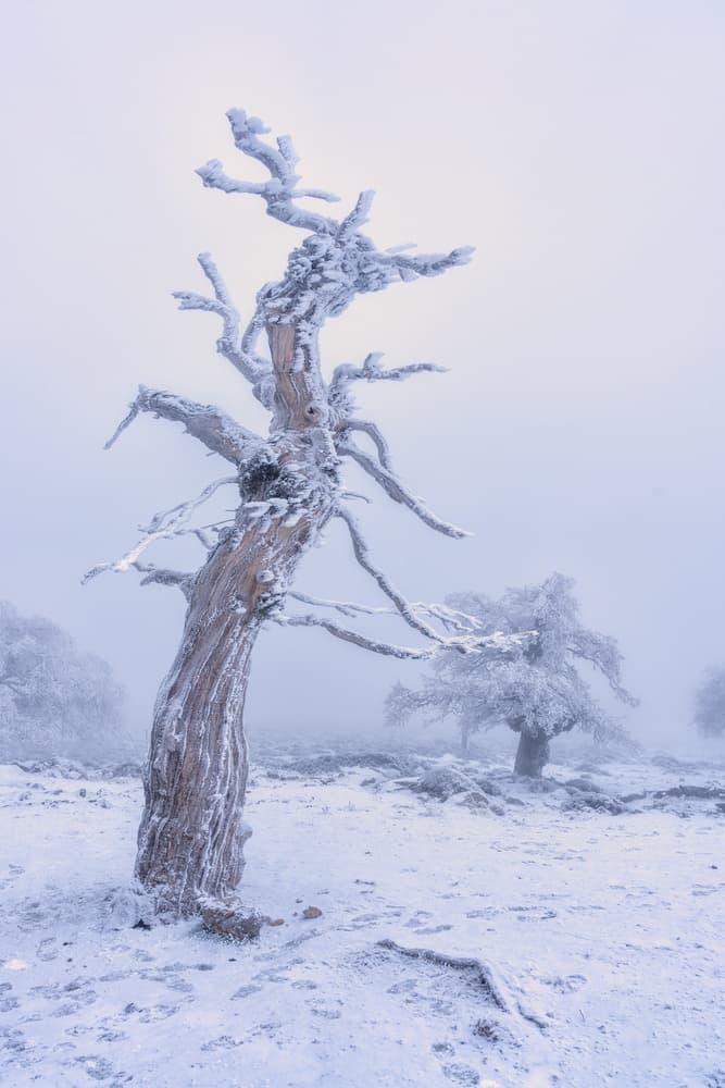Solitary Frosted Tree by Emilio Pino — canvas wall art