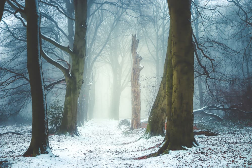 Misty Winter Woods by Hilda van der Lee — canvas wall art
