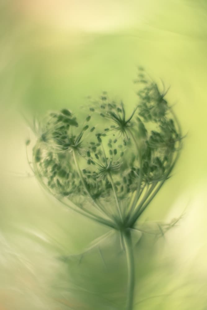 Ethereal Green Seeds