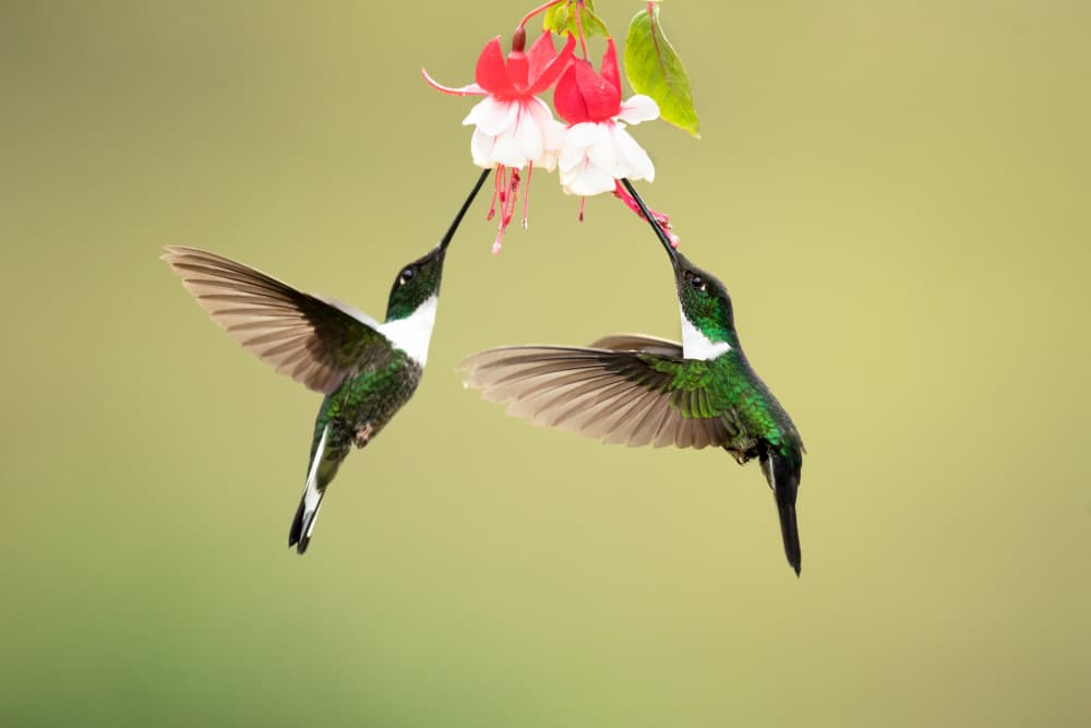 Two Green Hummingbirds Nectaring by Milan Zygmunt — canvas wall art