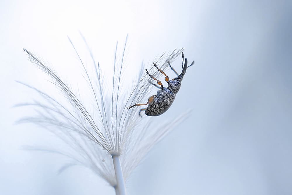 Weevil On Dandelion Seed by Thierry Dufour — canvas wall art