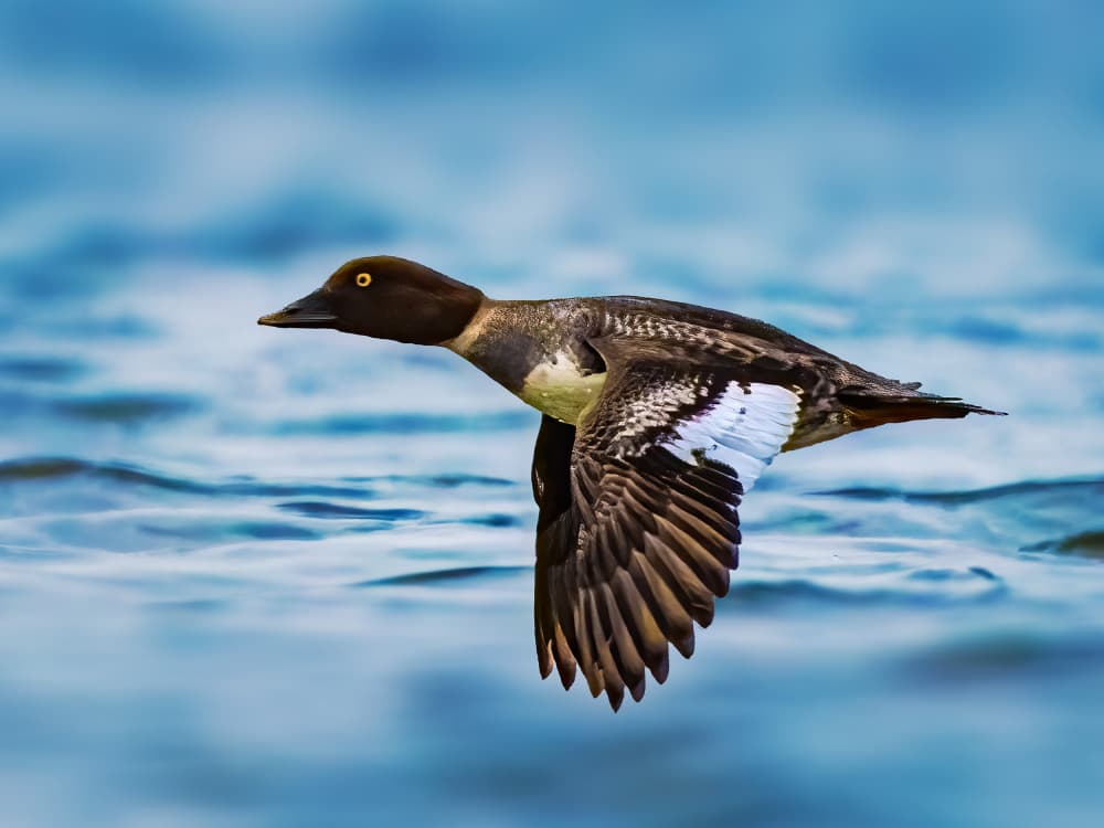Goldeneye Duck in Flight by Robert Zhang — canvas wall art