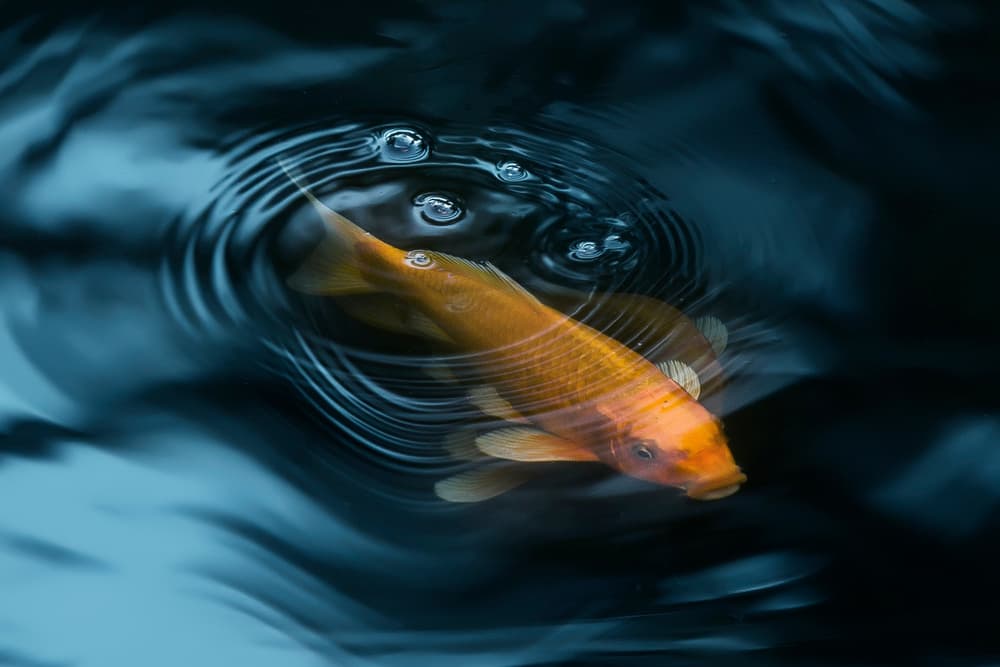 Rippling Water Koi by Ibrahim Nabeel — canvas wall art