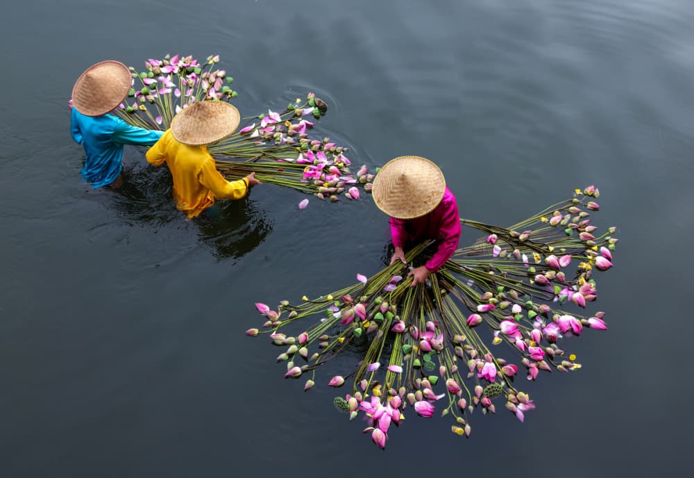 Serene Lotus Harvest by Muljati Hidajat — canvas wall art