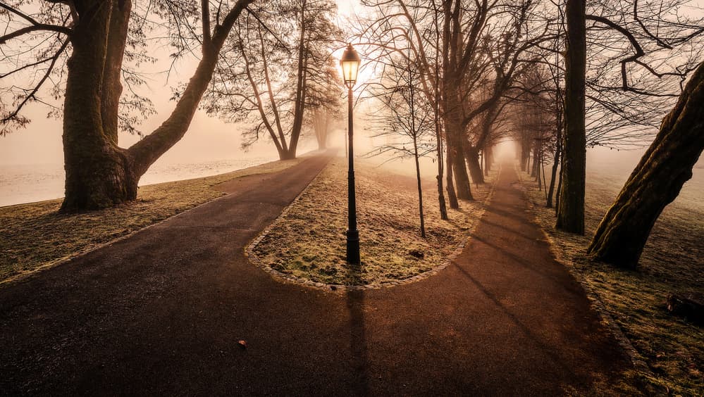 Misty Path Fork by Ales Krivec — canvas wall art