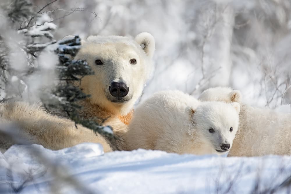 Mother Polar Bear and Cubs by Siyu_Wei APA — canvas wall art