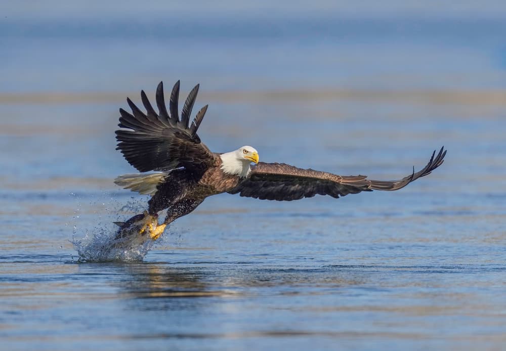 Bald Eagle Fishing by Binbin L. — canvas wall art
