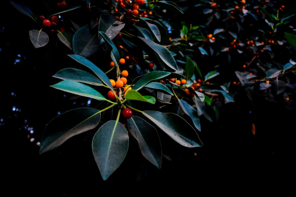 Vibrant Berries Dark Leaves by Tal Paz-Fridman — canvas wall art
