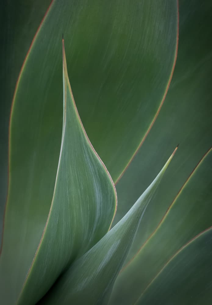 Green Agave Forms by Bill Mugg — canvas wall art