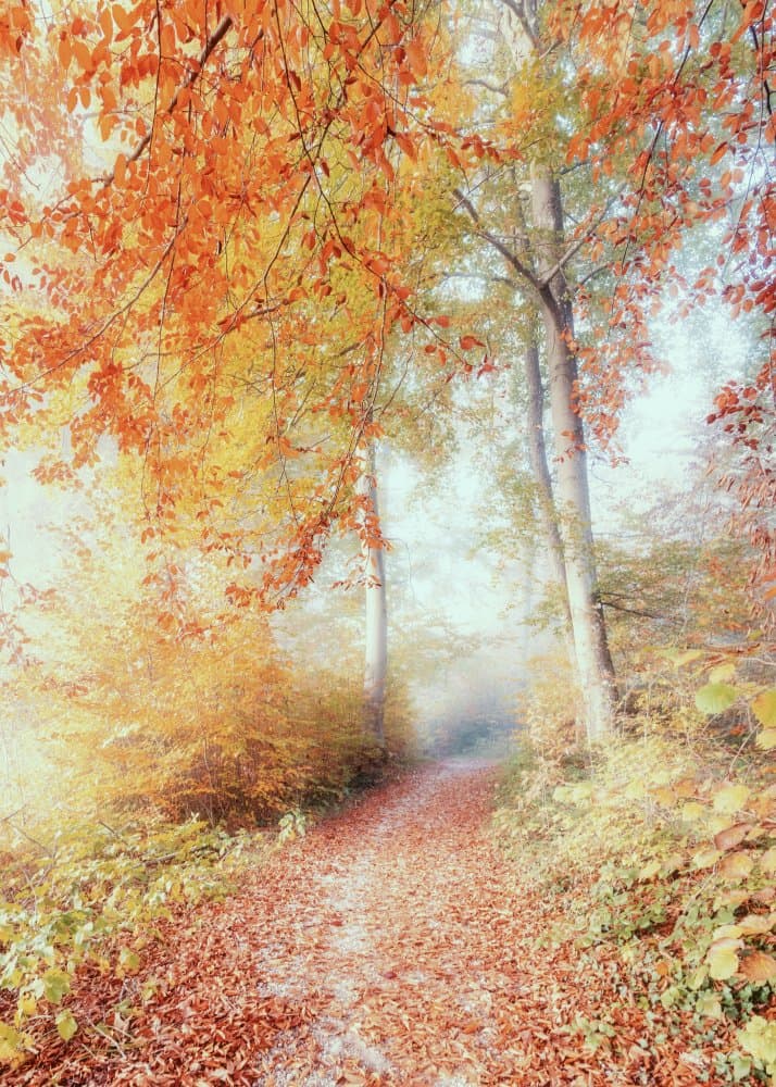 Misty Autumn Path by Ulrike Eisenmann — canvas wall art