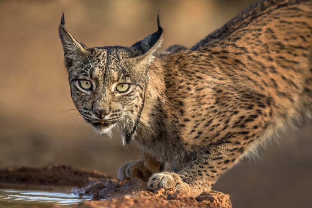Iberian Lynx Gaze by Xavier Ortega — canvas wall art