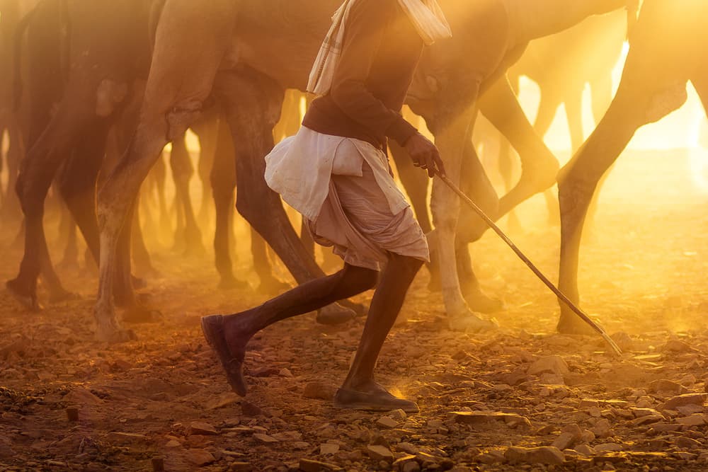 Golden Desert Camels by Saurabh Sirohiya — canvas wall art