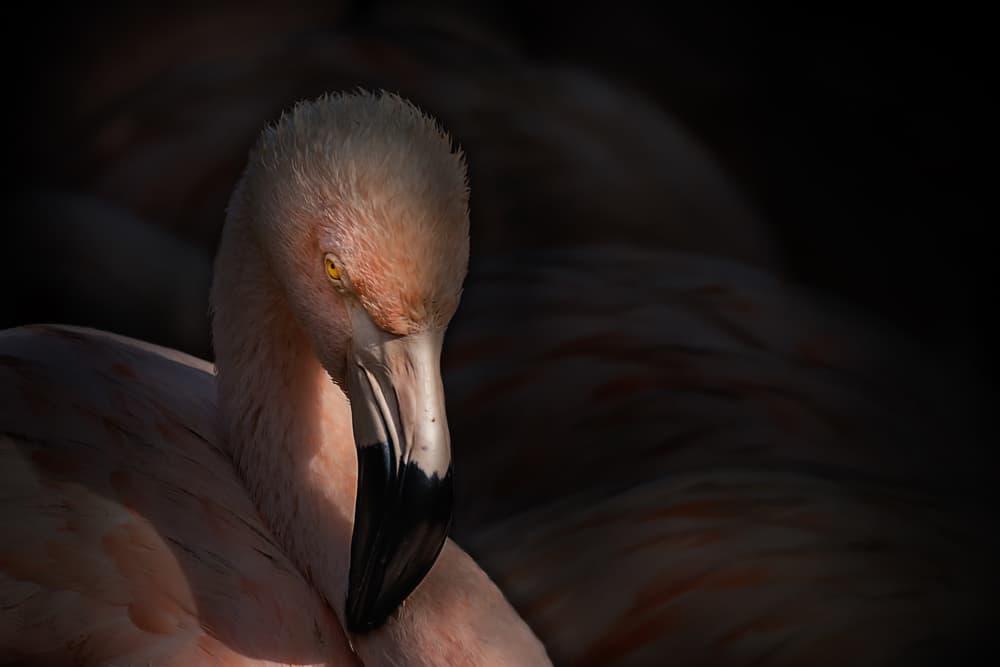 Pink Flamingo Portrait by Jealousy — canvas wall art