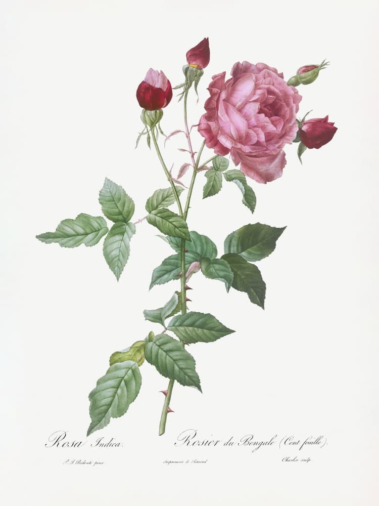 Provence Rose, Les Roses (1817–1824) by Pierre-Joseph Redoute — canvas wall art
