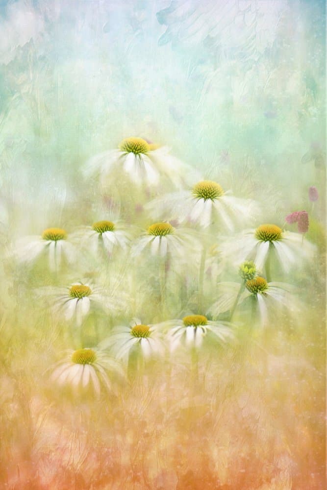 Dreamy Daisy Field by Jacky Parker — canvas wall art