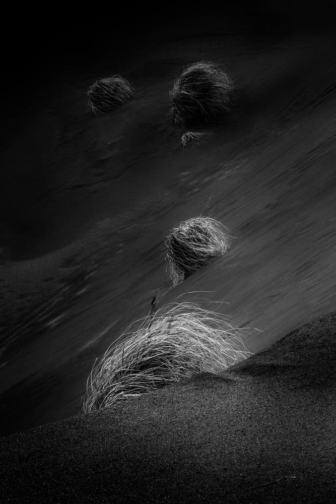 Desert Grasses by Johanes Januar — canvas wall art