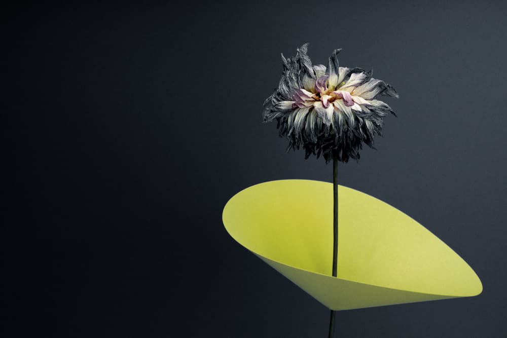 Wilting Dahlia Green Cone by Frank Ulrich Gandenberger — canvas wall art