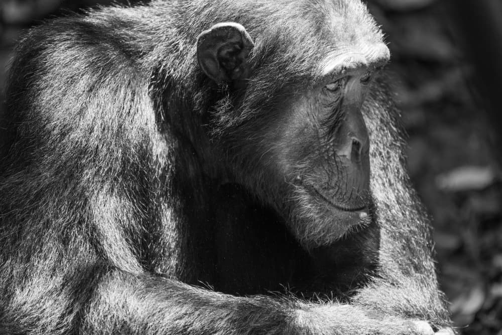 Pensive Chimpanzee Portrait by Etienne Steenkamp — canvas wall art